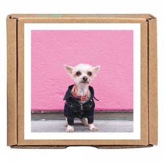 Ella Bean the Dog GreenGift-Notes