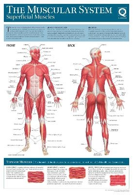 Human Anatomy Wallchart