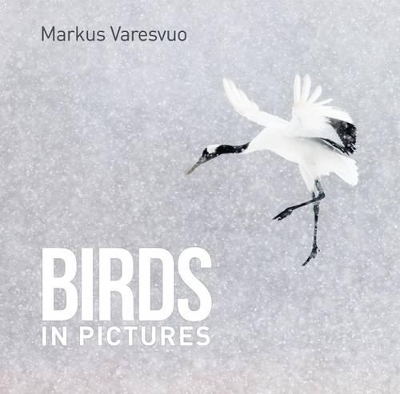 Birds in Pictures - Markus Varesvuo