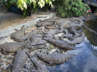 Mauritius: Central; Grand Bassin, Quatre Bornes and Volcanic Mountains
