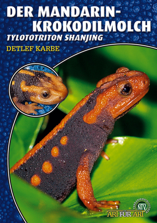 Der Mandarin-Krokodilmolch