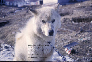 Husky Dogs and Views in the Nain - Nunatsiavut, Labrador Wilderness, Newfoundland and Labrador Province of Canada 1965-66