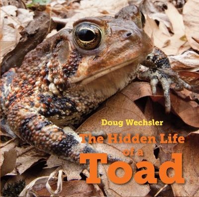 The Hidden Life of a Toad - Doug Wechsler