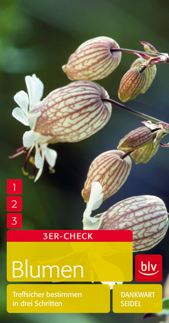 Blumen - Dankwart Seidel