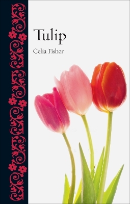 Tulip - Celia Fisher