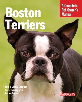 Boston Terriers - Susan Bulanda