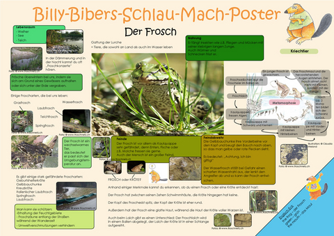 Billy-Bibers-Schlau-Mach-Poster - Der Frosch - Katrin von Br&uuml;hl, Skadi Schulze