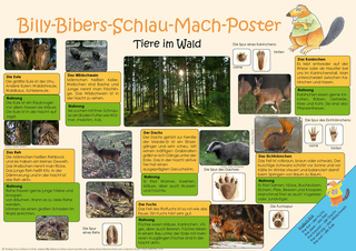 Billy-Bibers-Schlau-Mach-Poster - Tiere im Wald