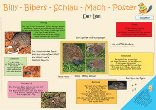 Billy-Bibers-Schlau-Mach-Foto - Der Igel