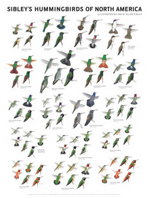 Sibley's Hummingbirds of North America