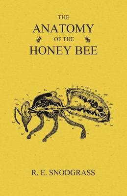 The Anatomy of the Honey Bee - R E Snodgrass