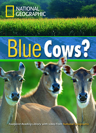 Blue Cows?
