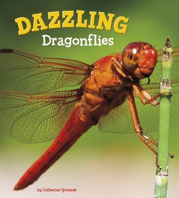 Dazzling Dragonflies - Catherine Ipcizade