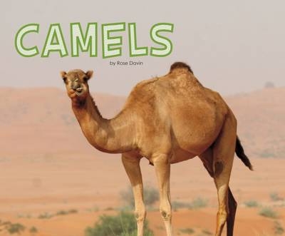 Camels - Rose Davin