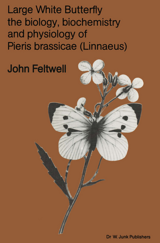 Large White Butterfly