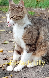 Einfach Lilly - Thomas Wenig