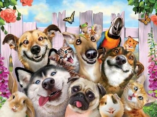 3D Jigsaw Pet Selfie