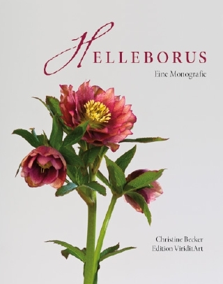 Helleborus