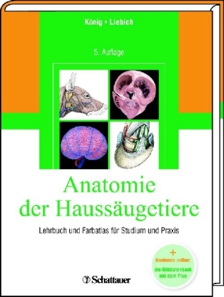 Anatomie der Haussäugetiere