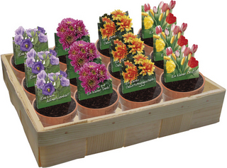 Display Blumentopfbücher