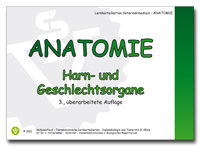 Anatomie: Harn- und Geschlechtsorgane