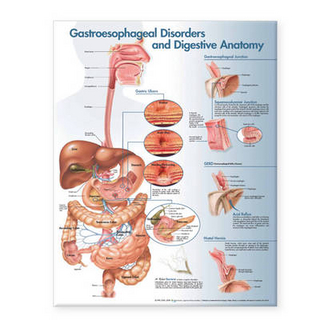 Gastroesophageal Disorders and Digestive Anatomy Chart