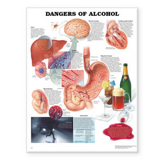 Dangers of Alcohol Anatomical Chart