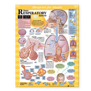 Blueprint for Health Your Respiratory System Chart