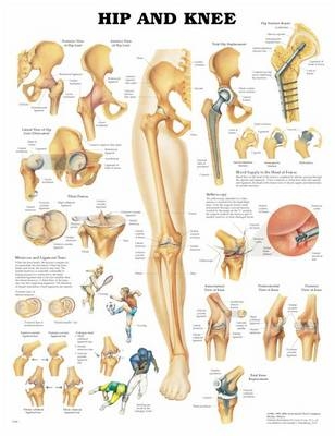 Head and Neck Anatomical Chart