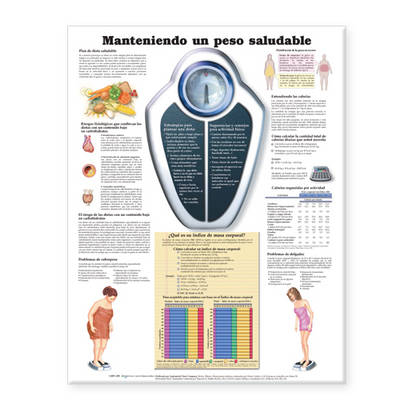 Maintaining a Healthy Weight Anatomical Chart in Spanish (Manteniendo un peso saludable)
