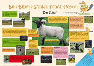 Billy-Bibers-Schlau-Mach-Poster - Das Schaf