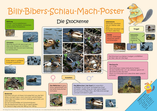 Billy-Bibers-Schlau-Mach-Poster - Die Stockente