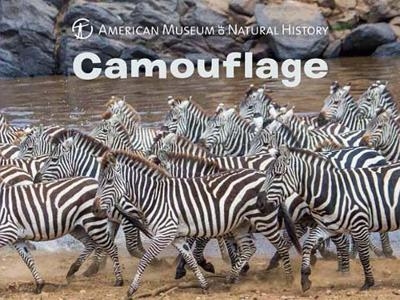 Camouflage -  American Museum of Natural History