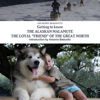 Getting to Know the Alaskan Malamute the Loyal 
