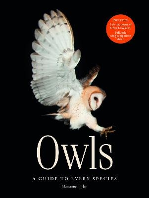 Owls - Marianne Taylor