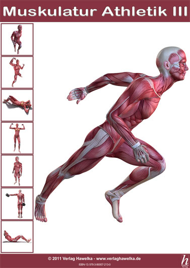 Anatomie Poster - Muskulatur Athletik III - DIN A3