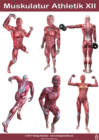 Anatomie Poster - Muskulatur Athletik XII - DIN A3