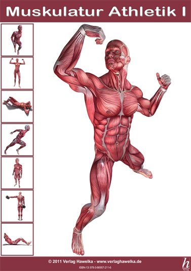 Anatomie Poster - Muskulatur Athletik I - DIN A3