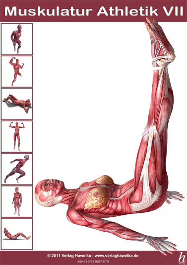Anatomie Poster - Muskulatur Athletik VII - DIN A3