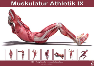 Anatomie Poster - Muskulatur Athletik IX - DIN A3