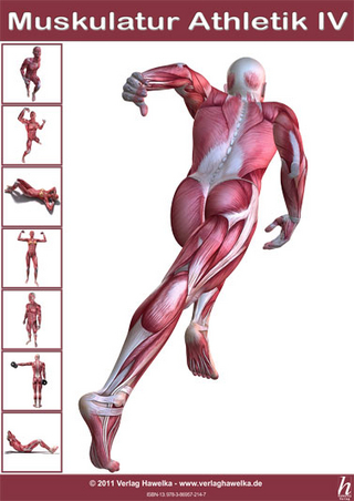 Anatomie Poster - Muskulatur Athletik IV - DIN A3