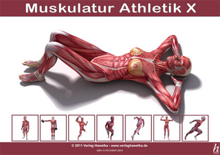 Anatomie Poster - Muskulatur Athletik X - DIN A3