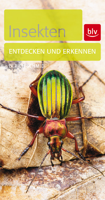 Insekten - Ulrich Schmid