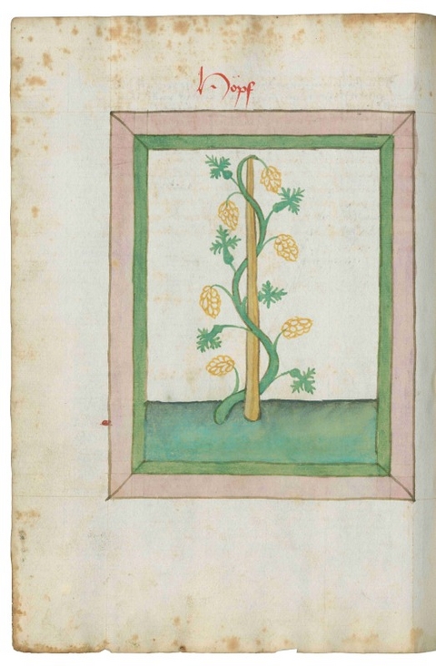 Johannes Hartlieb &raquo;Kr&auml;uterbuch&laquo; - Gerold Hayer, Bernhard Schnell