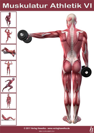 Anatomie Poster - Muskulatur Athletik VI - DIN A3