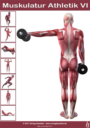 Anatomie Poster - Muskulatur Athletik VI - DIN A3