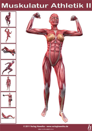 Anatomie Poster - Muskulatur Athletik II - DIN A3