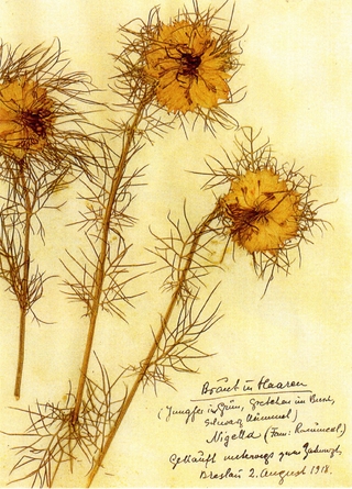 Herbarium Postkartenset