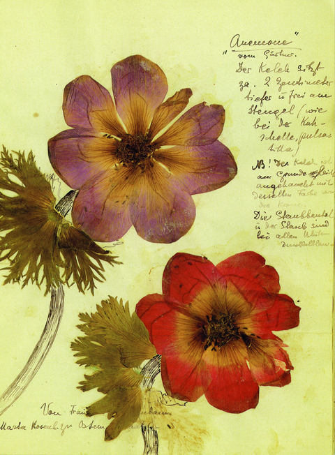 Herbarium Postkartenset - Rosa Luxemburg