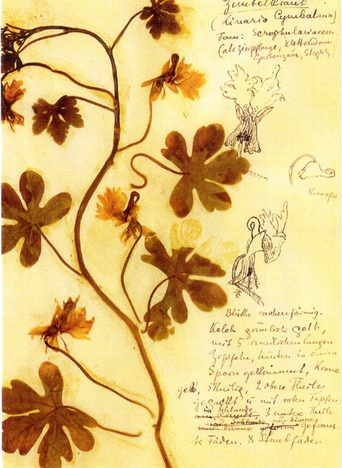 Herbarium Postkartenset - Rosa Luxemburg
